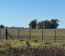 Campo En Alquiler Mixto 180 Has. En Bolivar