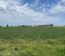 Campo En Alquiler Mixto 180 Has. En Bolivar