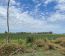 Campo En Alquiler Mixto 180 Has. En Bolivar