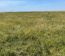 Campo En Alquiler Mixto 180 Has. En Bolivar