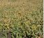 Campo En Alquiler Mixto 180 Has. En Bolivar