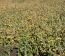 Campo En Alquiler Mixto 180 Has. En Bolivar