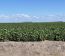 Campo en Alquiler